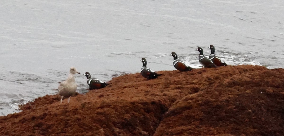 Каменярка - ML644722193