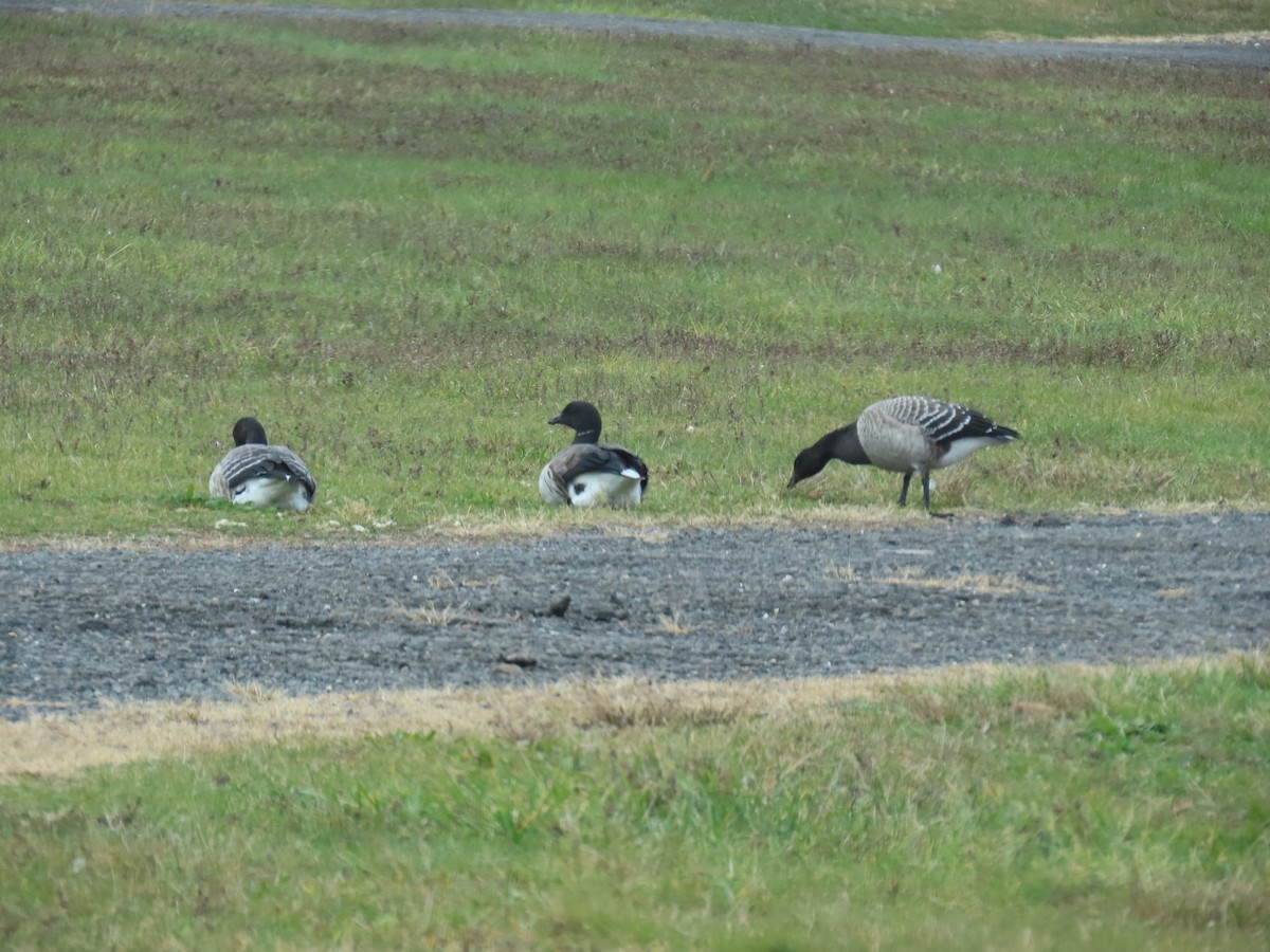 Казарка чорна - ML644722194