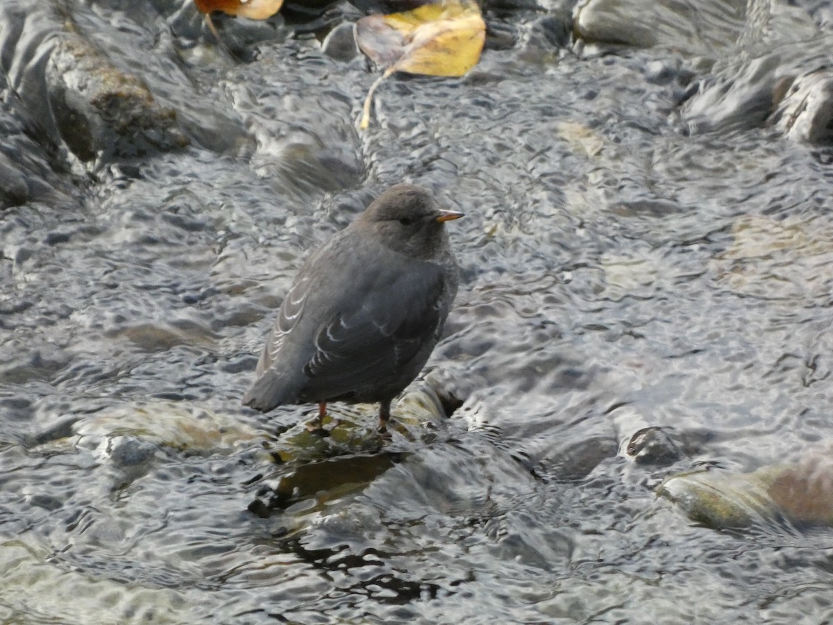 Пронурок сірий - ML644722195