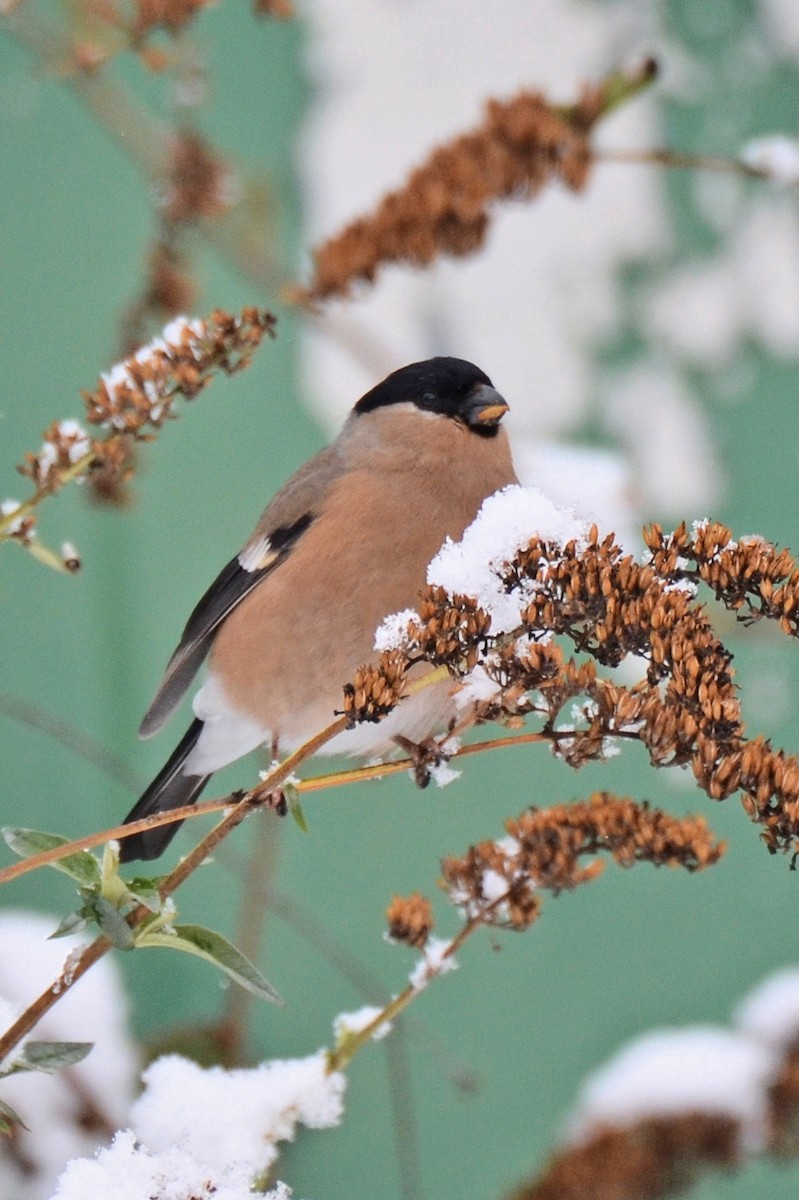 Снігур звичайний - ML644722196