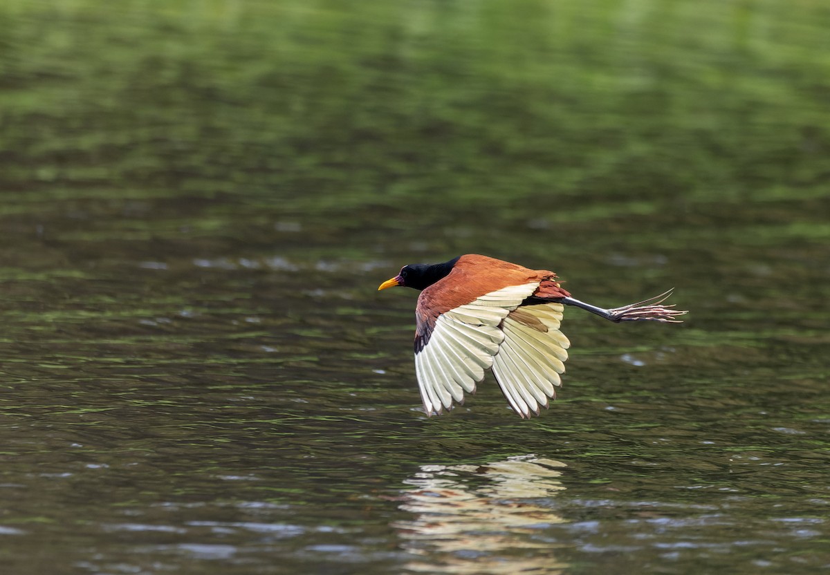 Якана червонолоба - ML644722197
