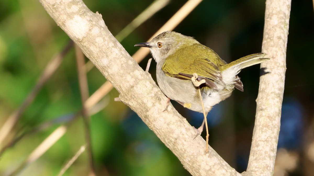 Цвіркач зелений - ML644722201