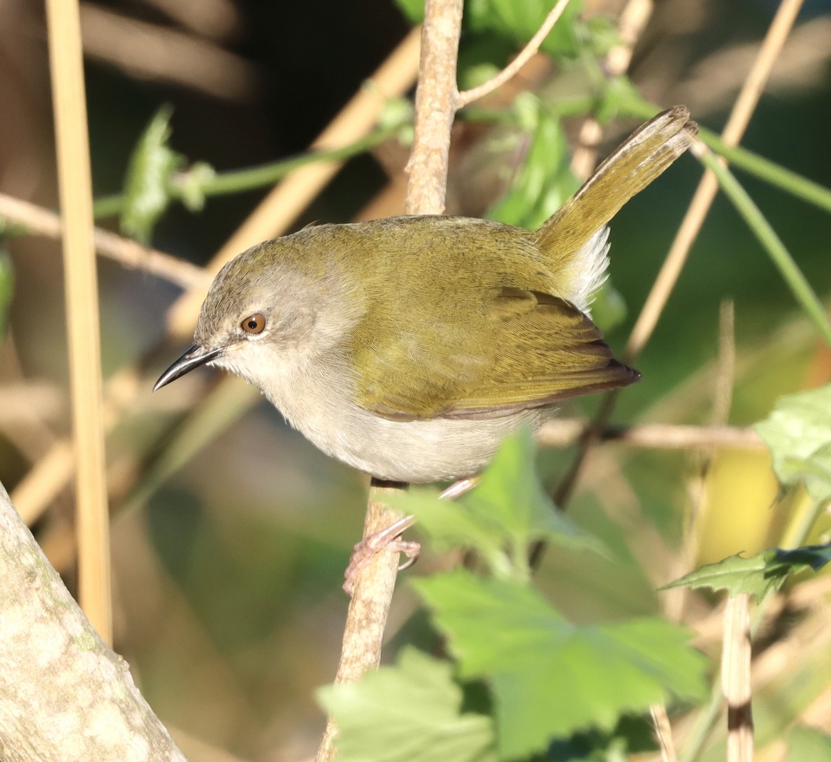 Цвіркач зелений - ML644722202