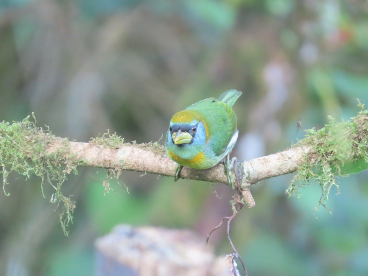 Евбуко андський - ML644722203