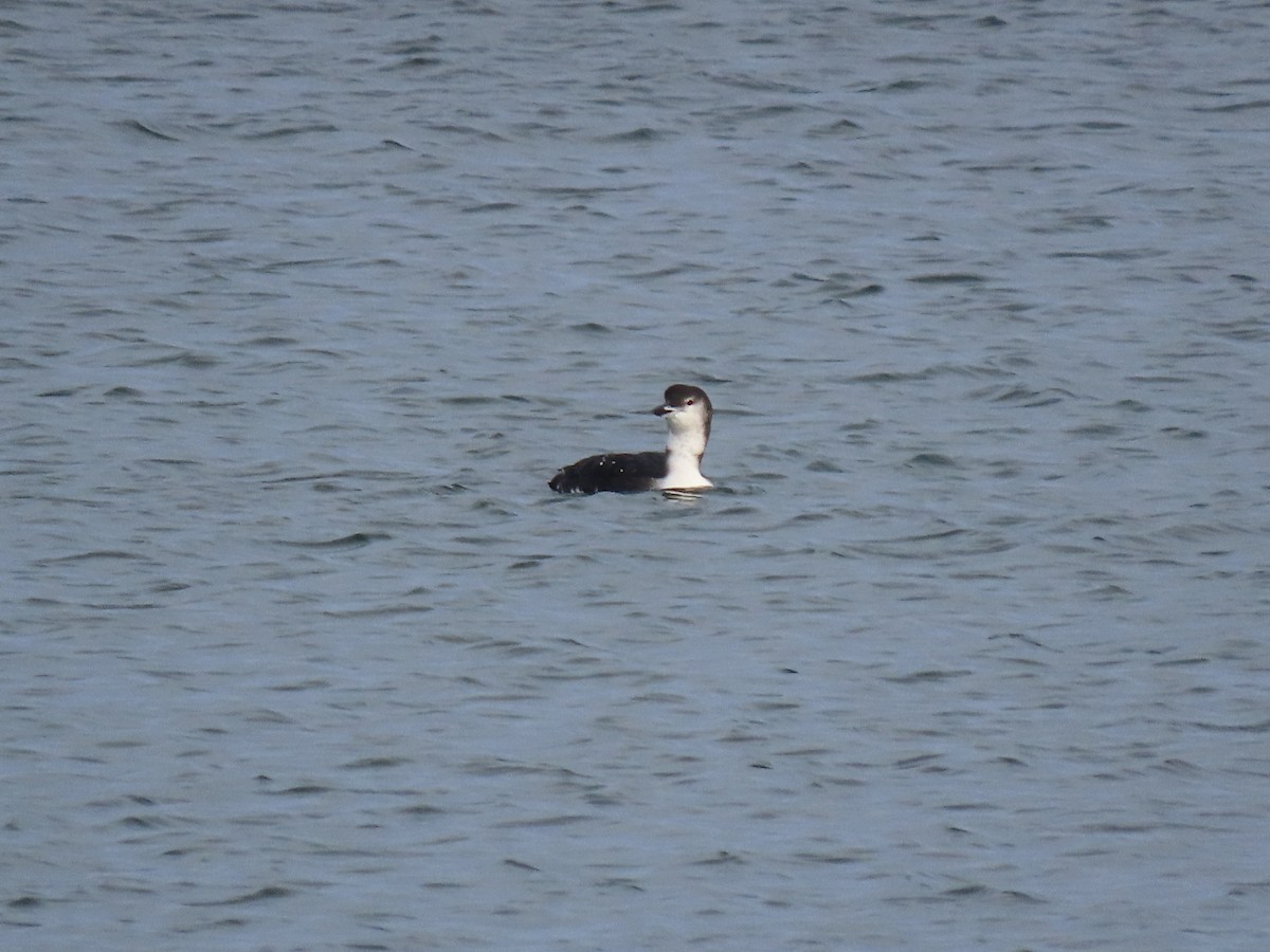 Гагара полярна - ML644722205