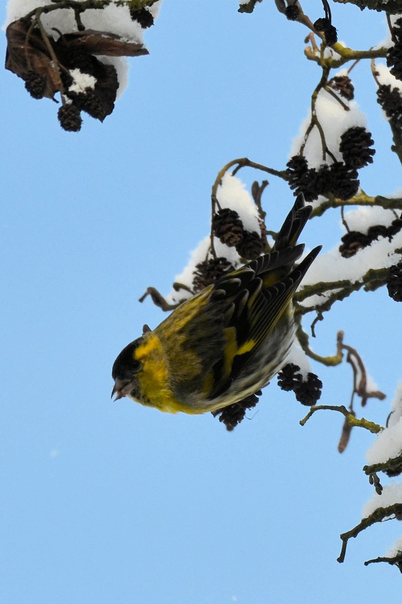 Чиж лісовий - ML644722208