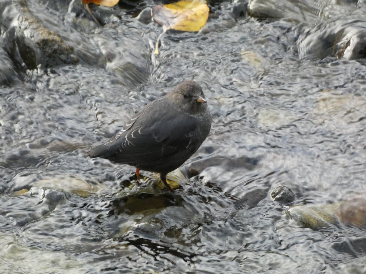 Пронурок сірий - ML644722210