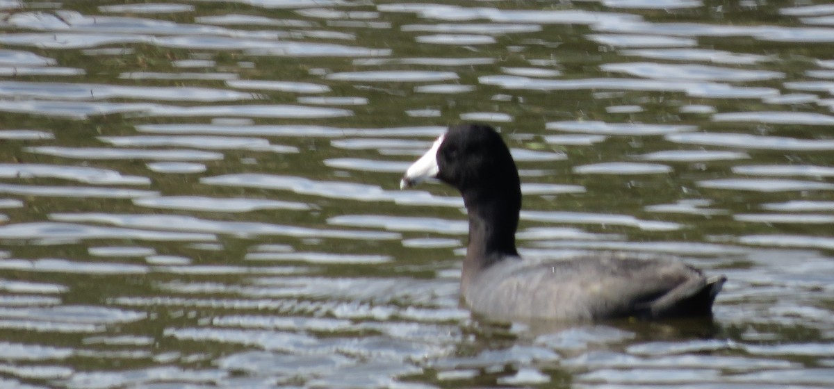 Лиска американська - ML644722211