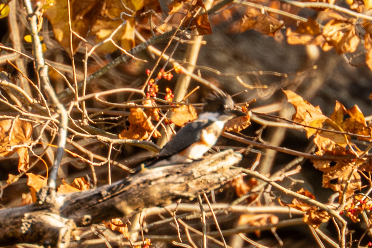 Рибалочка-чубань північний - ML644722213