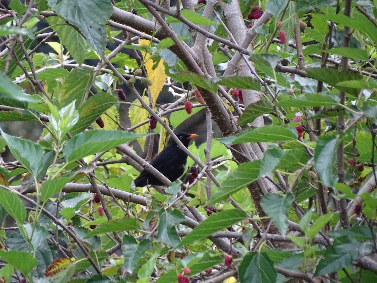 Pale-eyed Thrush - ML644722214