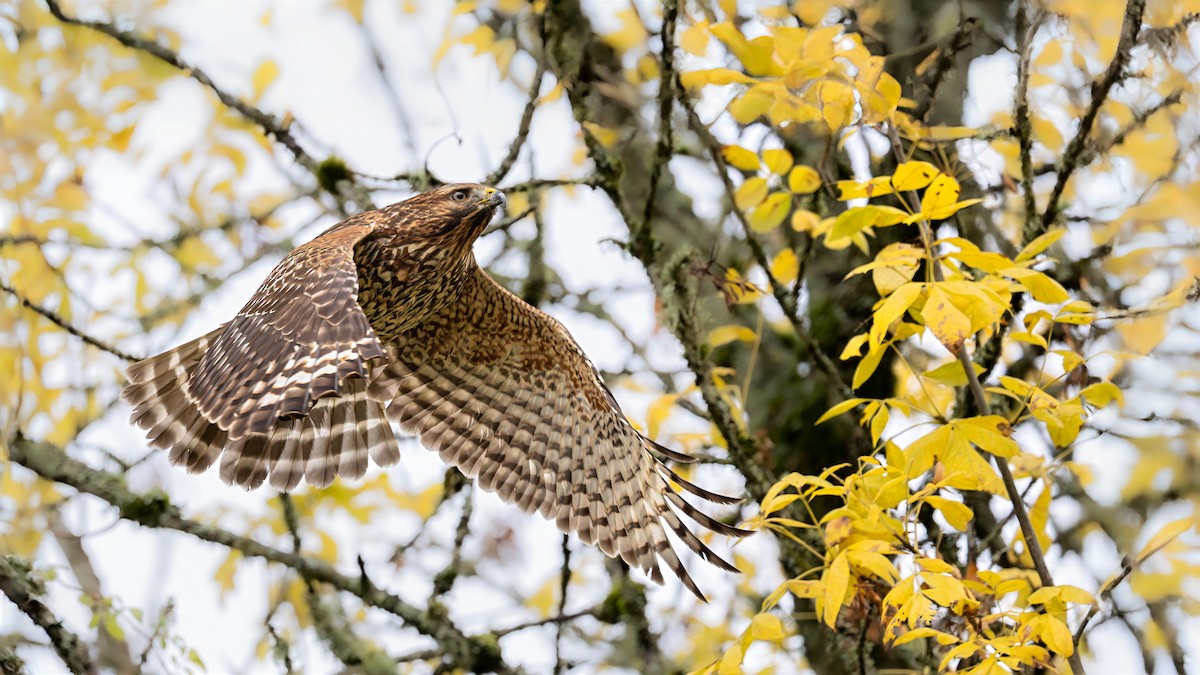 Red-shouldered Hawk - ML644722215