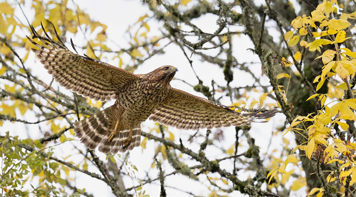 Red-shouldered Hawk - ML644722216