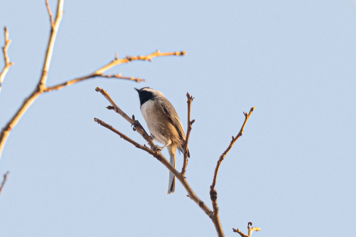 Mésange de Caroline - ML644722222