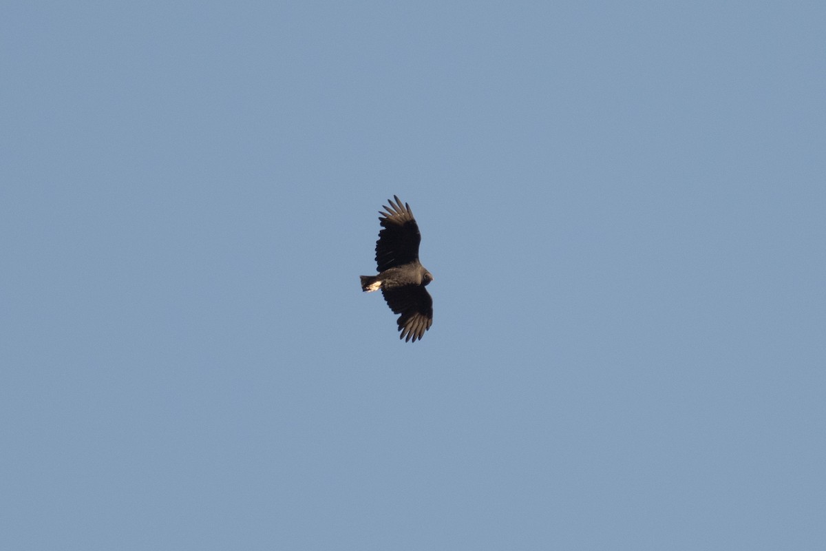 Black Vulture - ML644722223