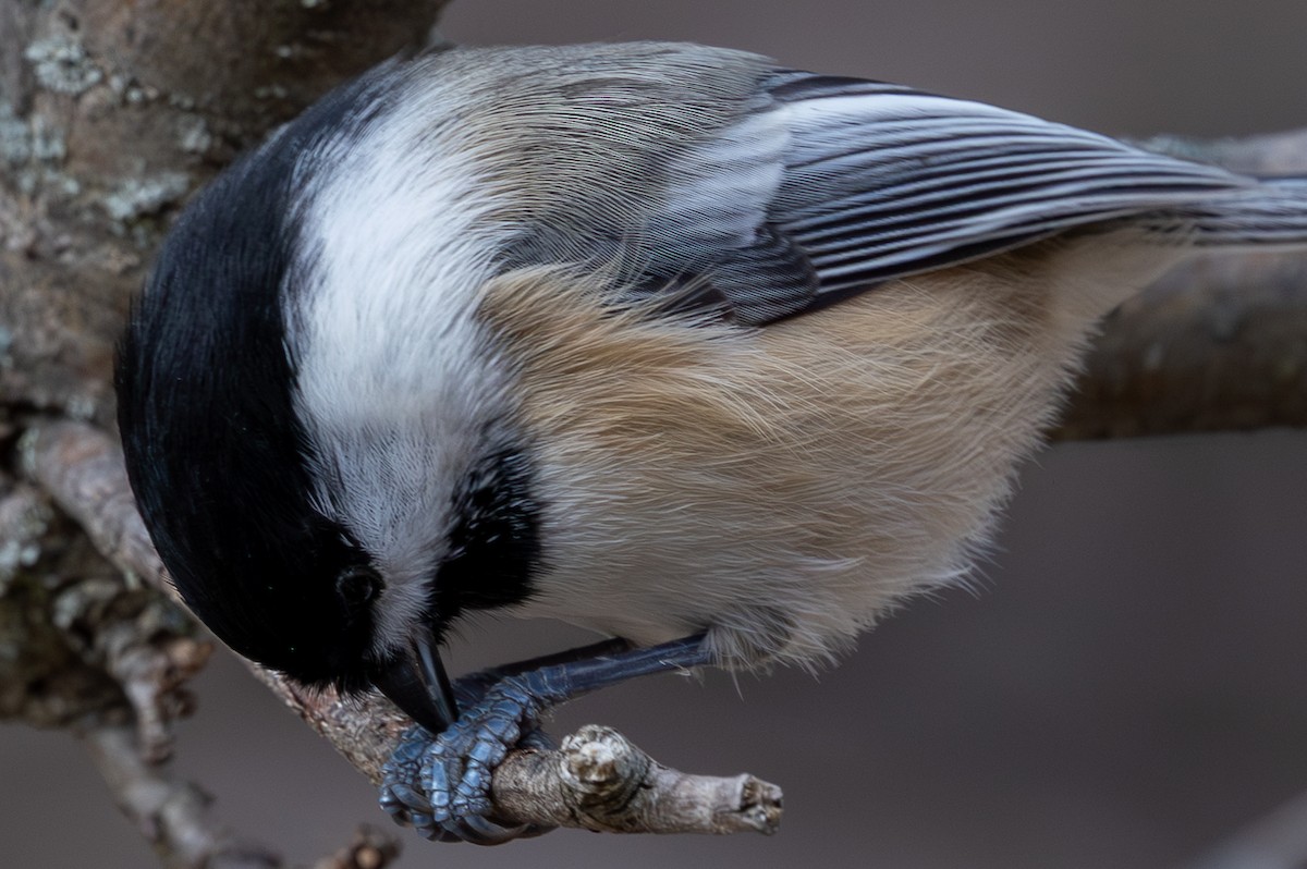 Black-capped Chickadee - ML644722229