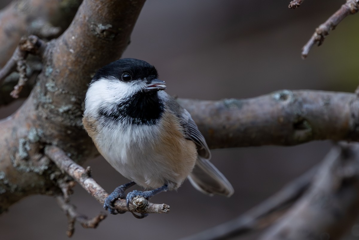 Black-capped Chickadee - ML644722230