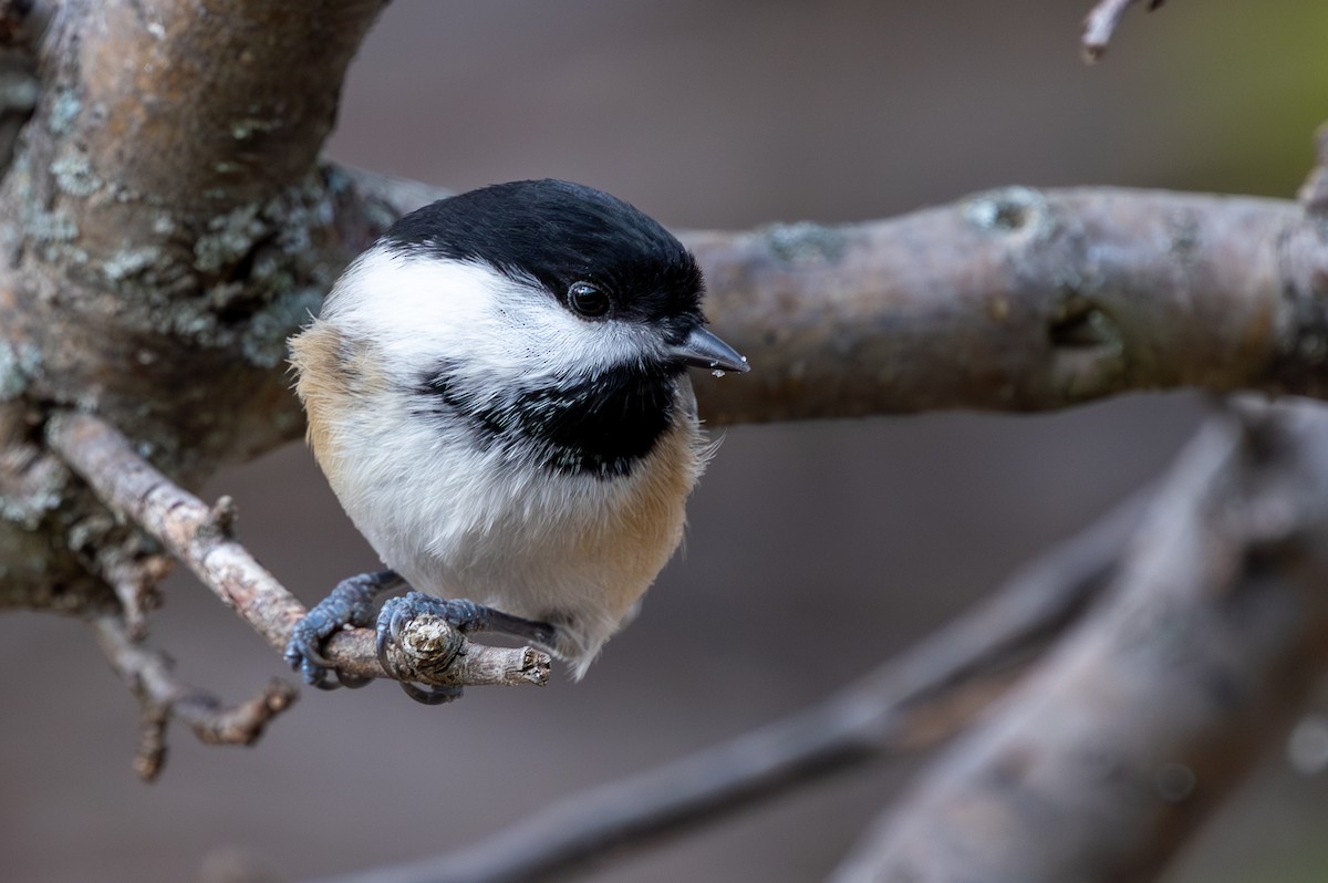 Black-capped Chickadee - ML644722231
