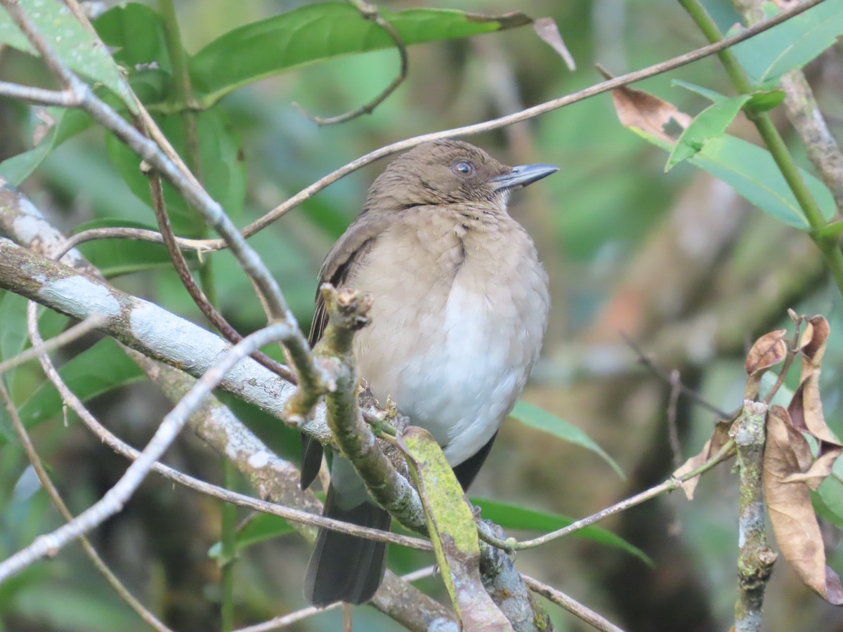 Черноклювый дрозд - ML644722233