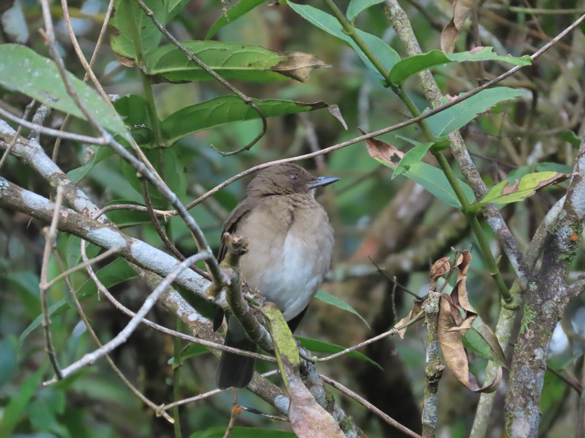 Черноклювый дрозд - ML644722234