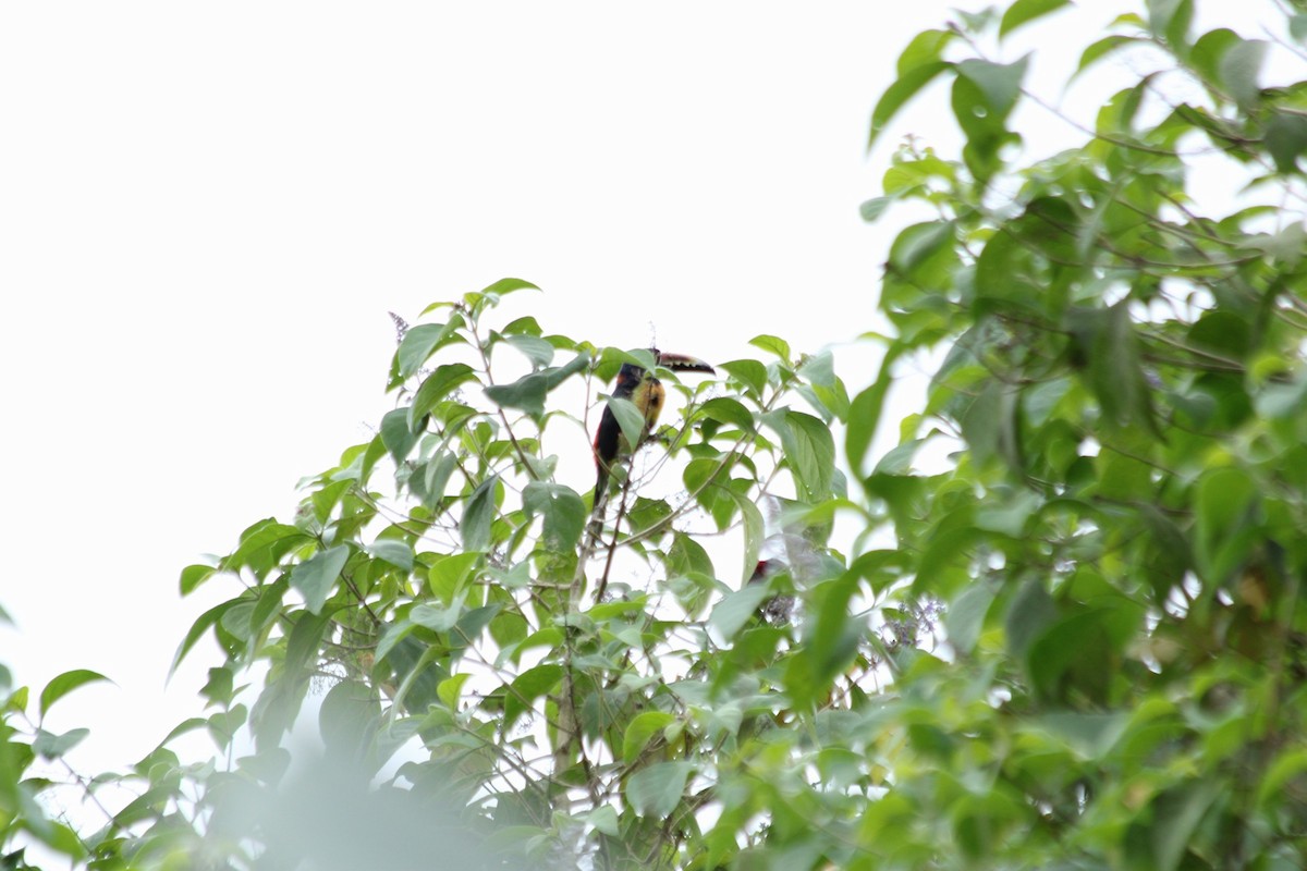 Collared Aracari - ML644722241