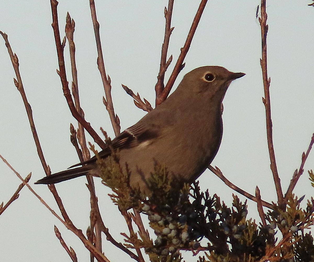 Townsend's Solitaire - ML644722244