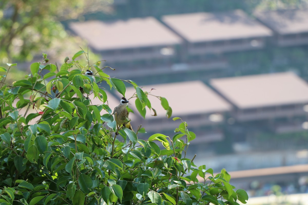 Белобровый бюльбюль - ML644722255