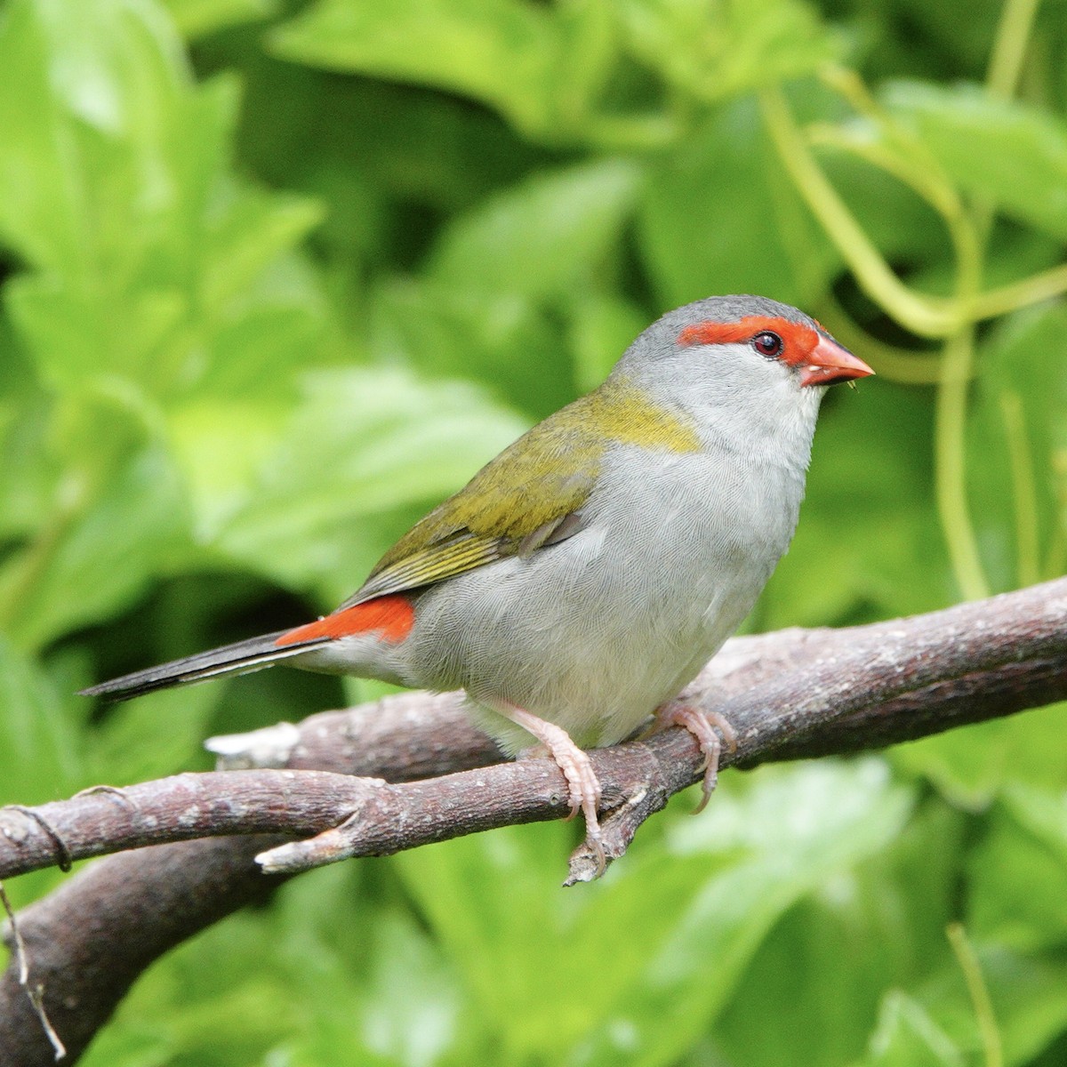 Red-browed Firetail - ML644722257