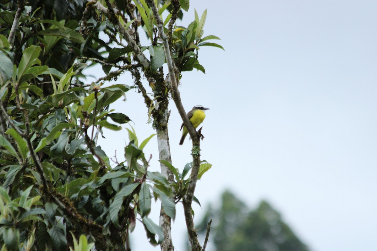 Boat-billed Flycatcher - ML644722261