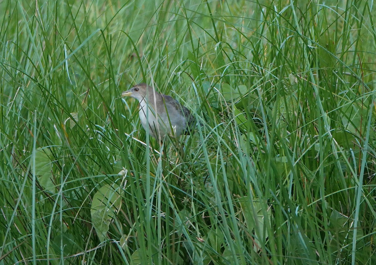 Azure Gallinule - ML644722264