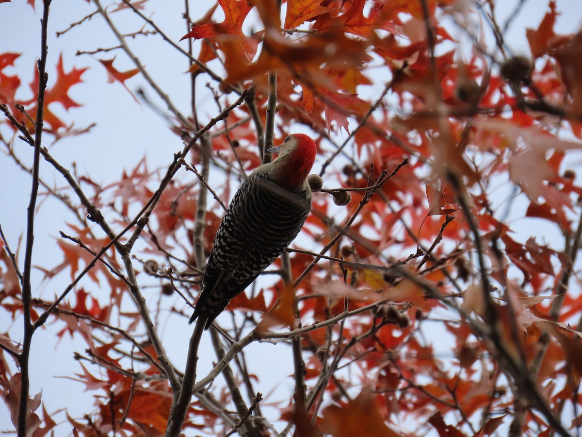 Carolinaspecht - ML644722265