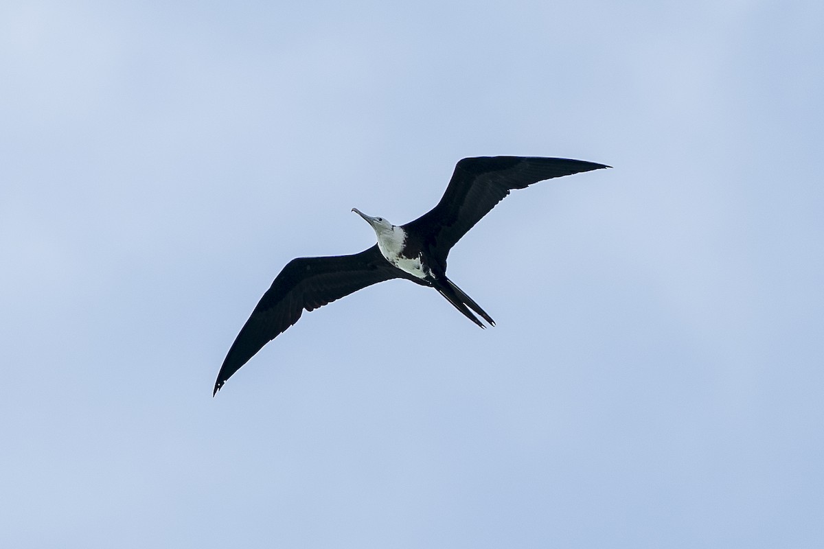 Великолепный фрегат - ML644722266