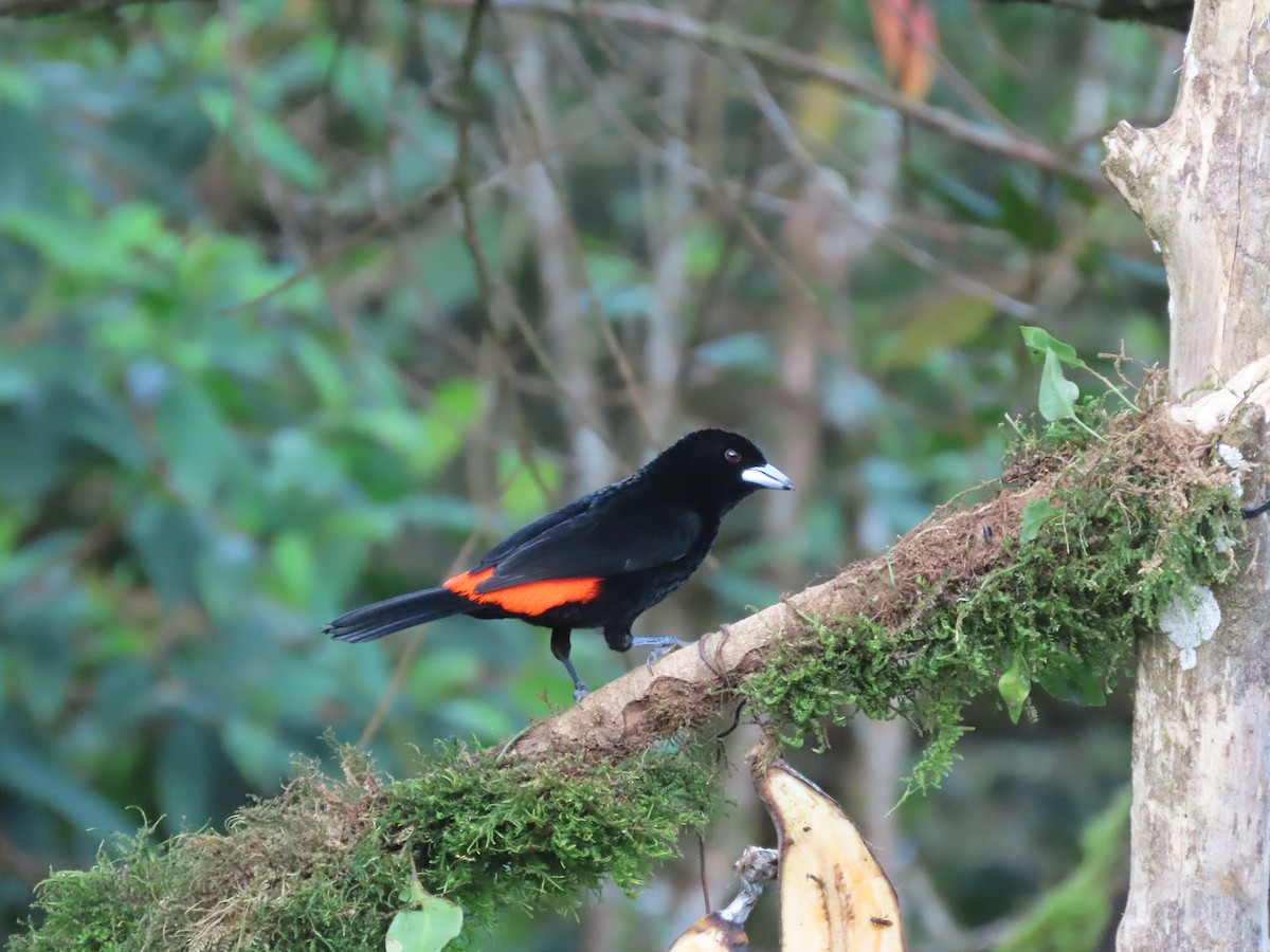 ildgumptanagar - ML644722267