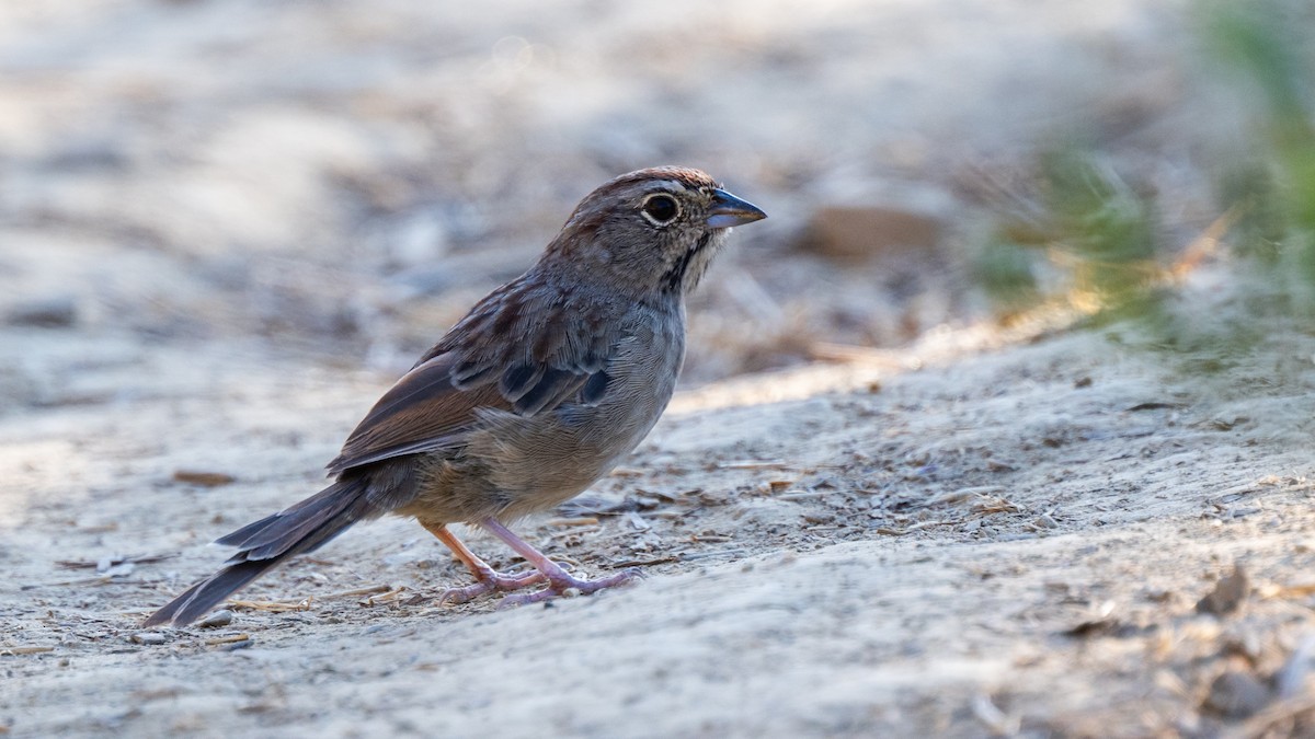 Рыжешапочная овсянка - ML644722268