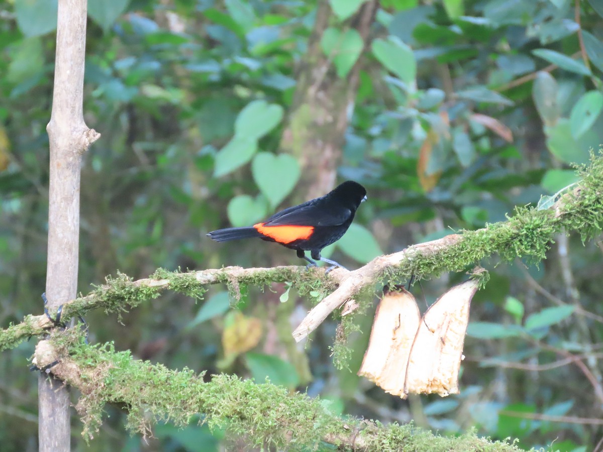 Красноспинный сереброклюв - ML644722269