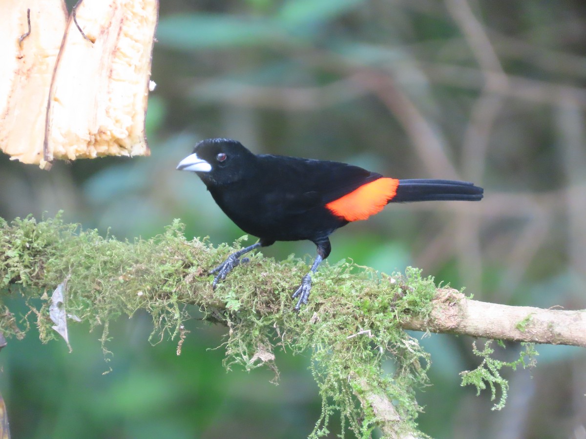 Красноспинный сереброклюв - ML644722270