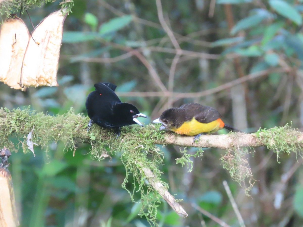 Красноспинный сереброклюв - ML644722271