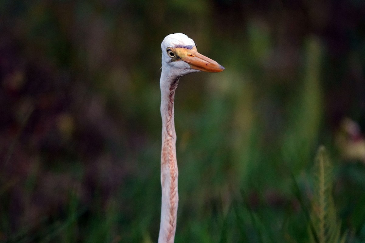 Большая белая цапля - ML644722272