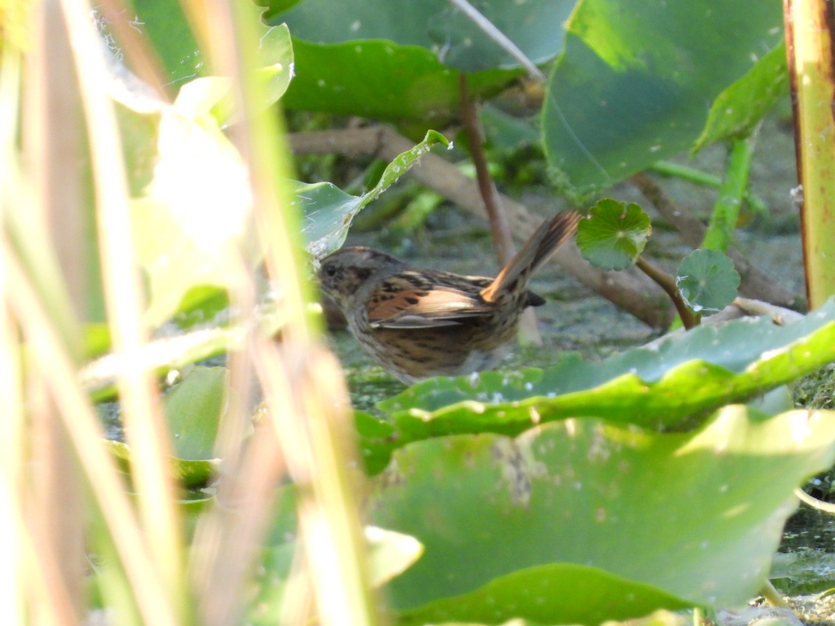 Болотная зонотрихия - ML644722273