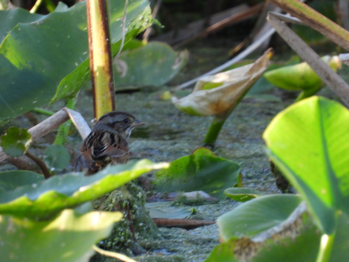 Болотная зонотрихия - ML644722274