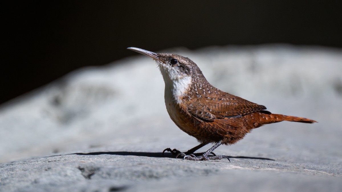 Каньонный крапивник - ML644722275