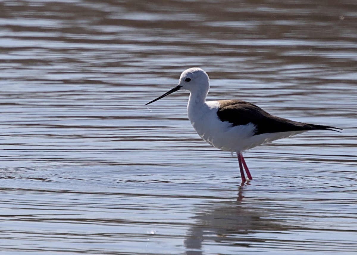 Ходулочник - ML644722276