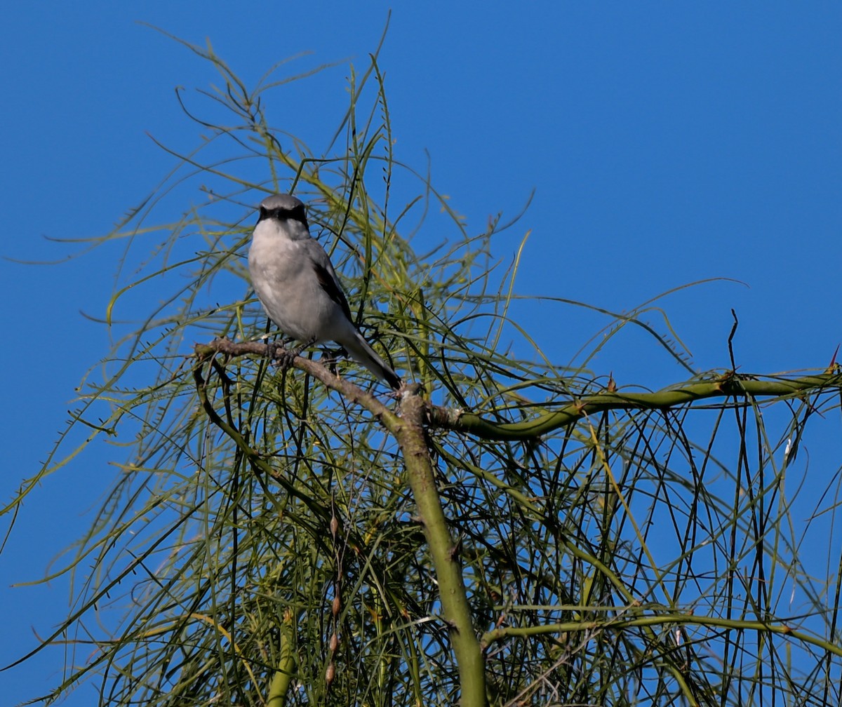 Американский сорокопут - ML644722277