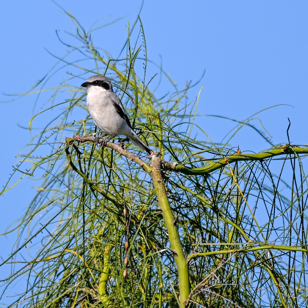 Американский сорокопут - ML644722278