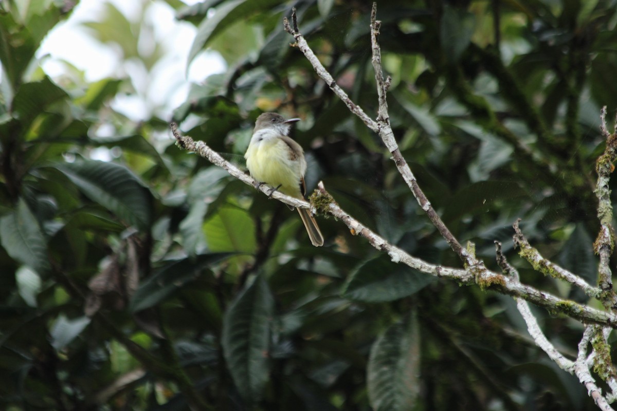 Темноголовый миарх - ML644722279