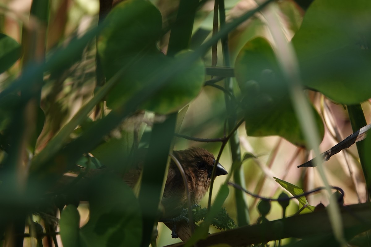 Индиговый колорин - ML644722281