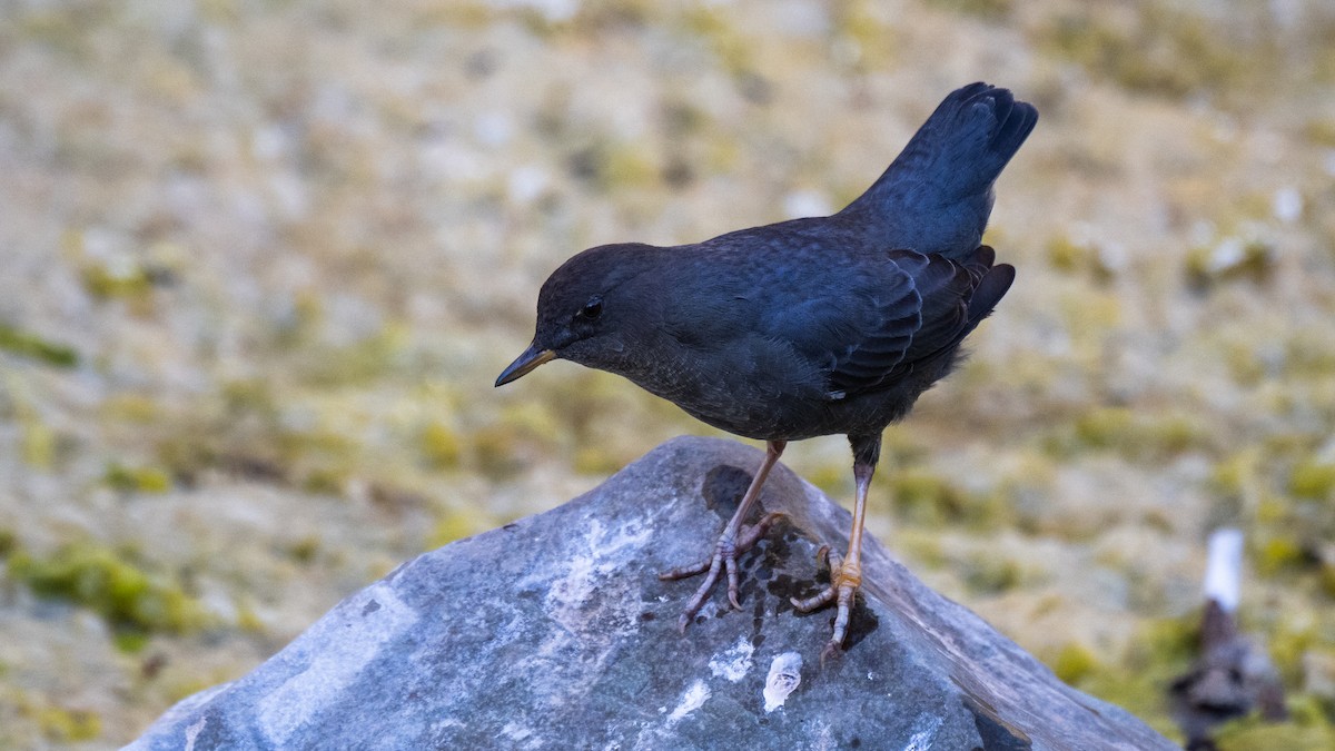 Серая оляпка - ML644722282