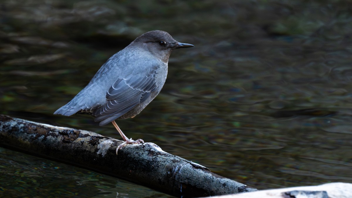 Серая оляпка - ML644722283