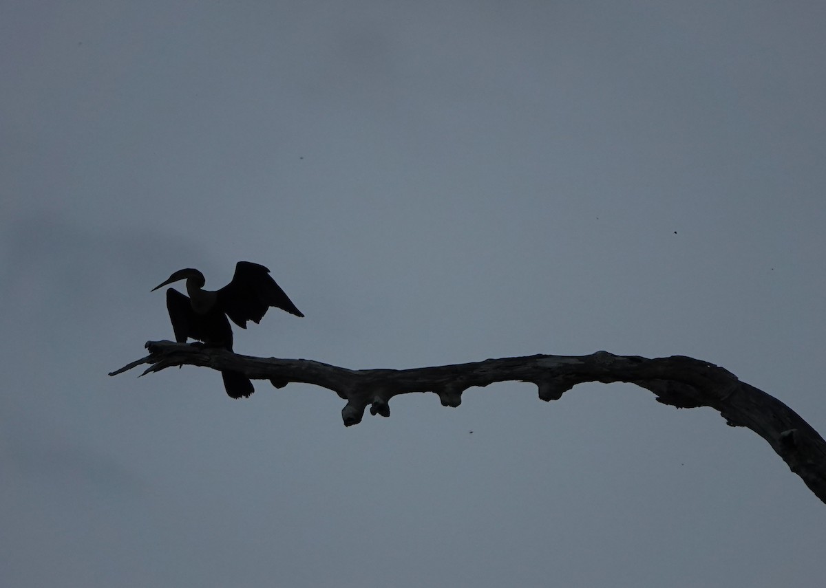 Американская змеешейка - ML644722284