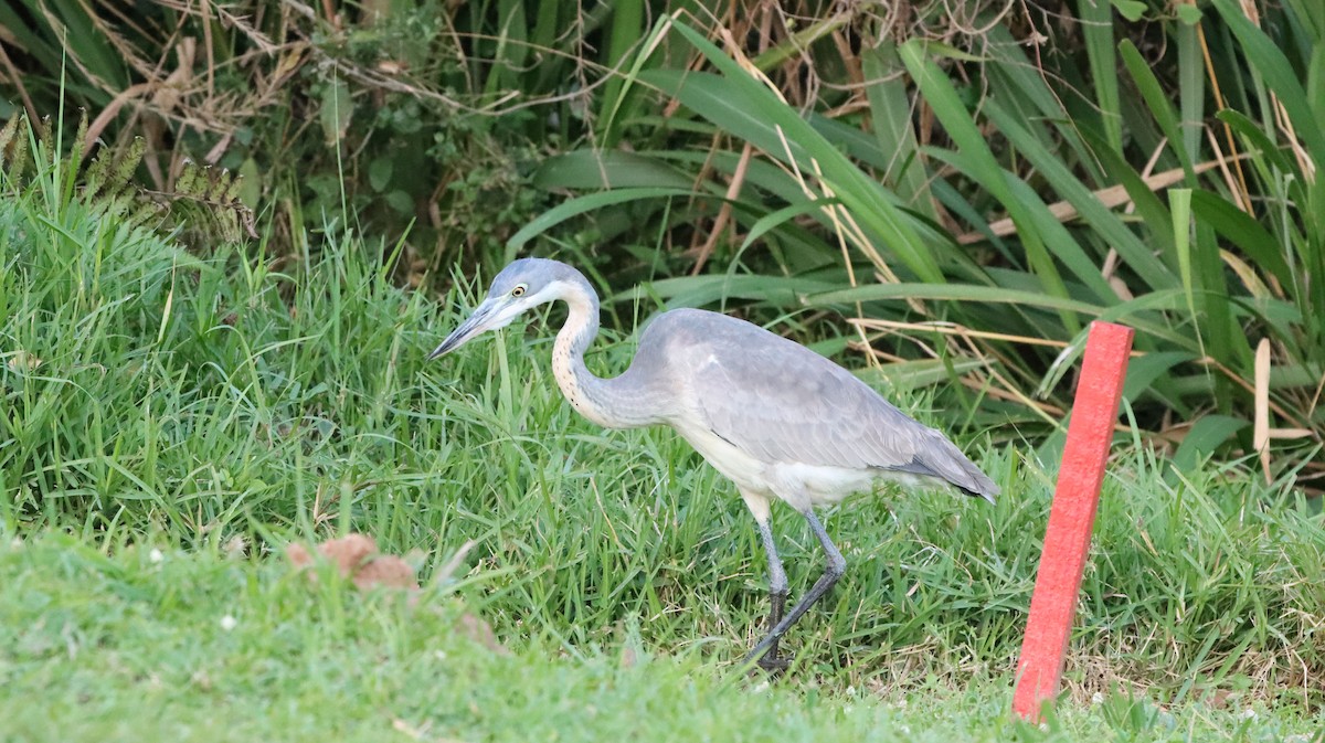 Черноголовая цапля - ML644722285