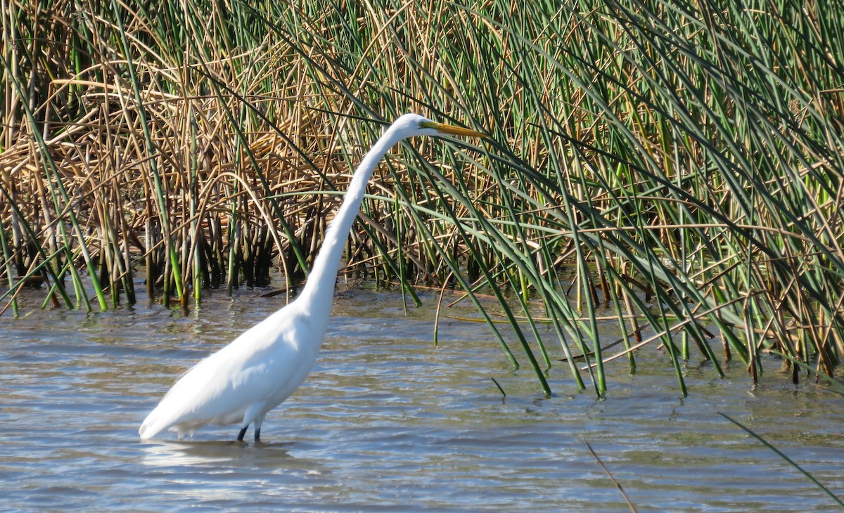 Большая белая цапля - ML644722286